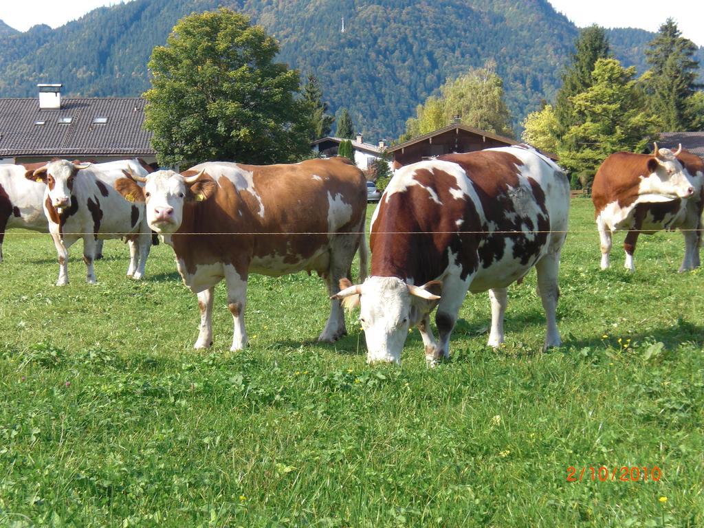 Familien-Bauernhof-Berghammer Rotta Kültér fotó